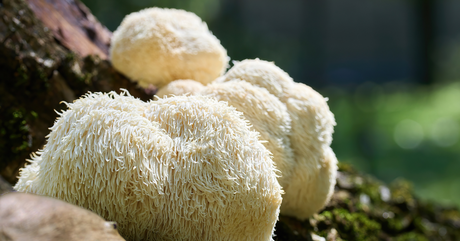Unlock Your Potential: The Power of Lion’s Mane Mushroom in High Metabolism