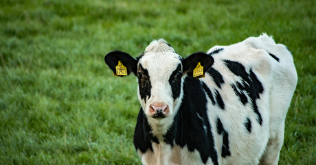 Grass-Fed vs. Conventional Whey: What the Science Actually Says